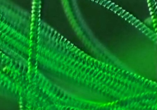 Evoluzione della vita e numero di cellule viventi: il commento del Cnr-Isafom allo studio pubblicato su Current Biology