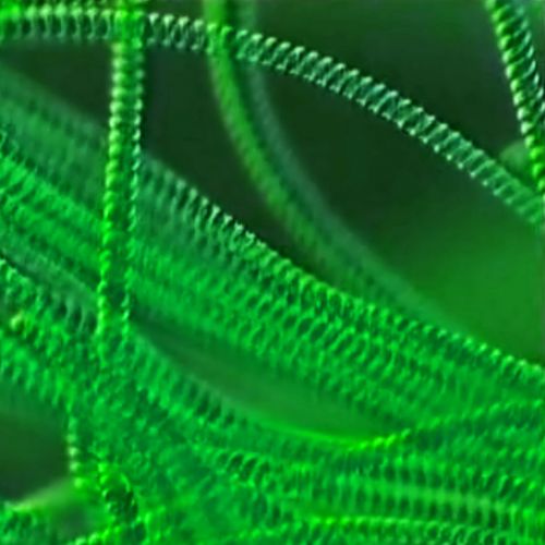 Evoluzione della vita e numero di cellule viventi: il commento del Cnr-Isafom allo studio pubblicato su Current Biology