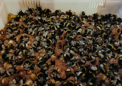 L'uso di pesticidi colpisce le colonie di bombi