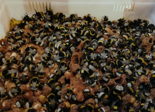 L'uso di pesticidi colpisce le colonie di bombi