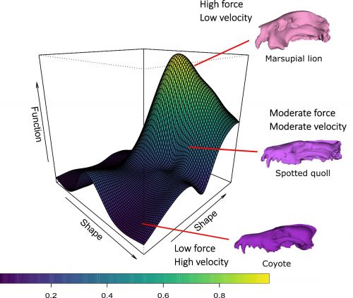 Un morso per studiare l'evoluzione dei carnivori