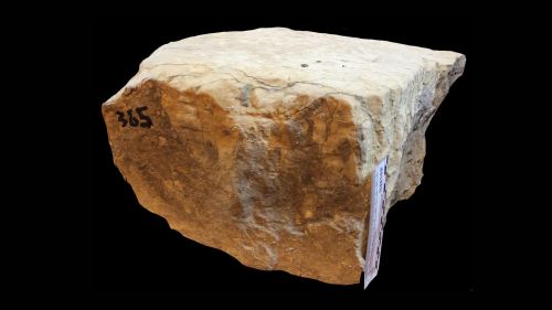 Una TAC rivelerà i segreti di un fossile piacentino di 130 milioni di anni