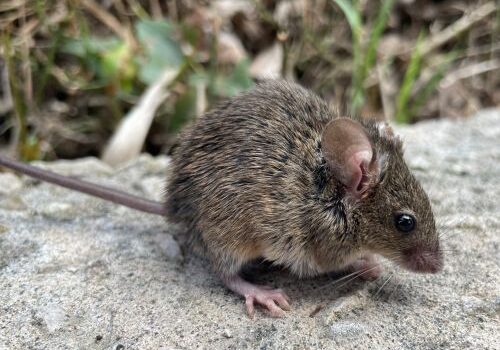 Resistenza ai pesticidi dei roditori delle isole italiane: un fenomeno diffuso e dannoso per l'ambiente e la biodiversità