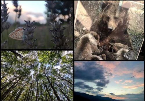 Spirito dei luoghi e diversità del vivente: sviluppi del progetto RiViVe del NFBC tra gli ambienti naturali di Collelongo e di Pianpicollo Selvatico