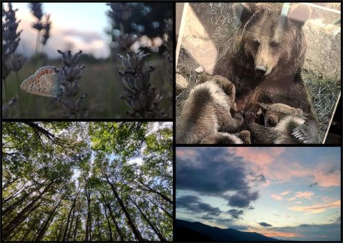 Spirito dei luoghi e diversità del vivente: sviluppi del progetto RiViVe del NFBC tra gli ambienti naturali di Collelongo e di Pianpicollo Selvatico